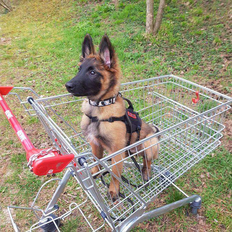 Malinois-Welpe im Einkaufswagen